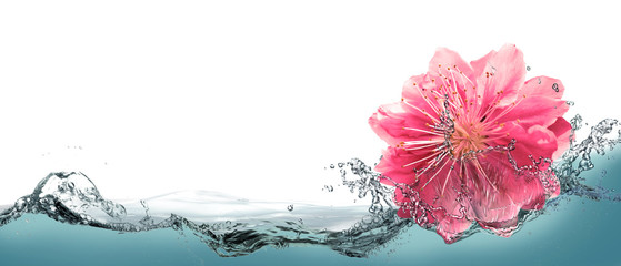 Sakura flower on a background of splashing water.