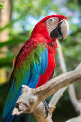 Naklejka na ściany i meble colourful macaw parrot