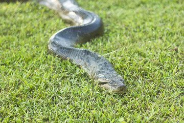 anaconda sleeping on green grass