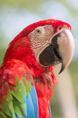 colourful macaw parrot