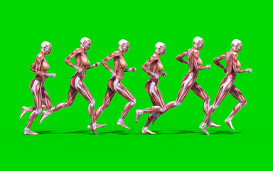 3D digital render of a running female anatomy figure with muscles map isolated on green background