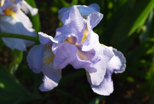 Light purple iris flower, spring blossom