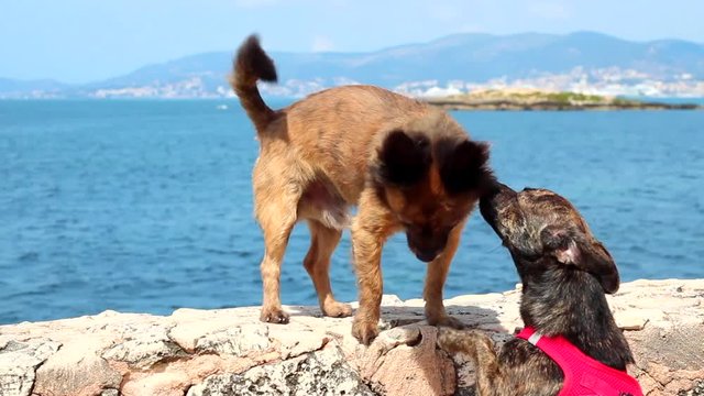 Hundeurlaub am Meer