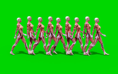 3D digital render of a walking female anatomy figure with muscles map isolated on green background