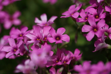 Fototapeta na wymiar Wild flowers in Spring.