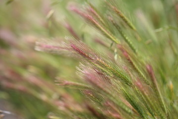 Nekojarashi is the weed which grow in Japanese hills and fields. It is same as a foxtail.