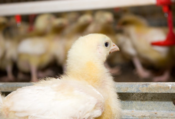 Chickens. Poultry farm