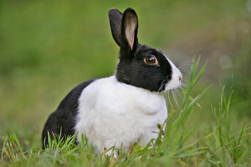 Naklejka premium Dutch Rabbit domestic, sitting feeding on grass