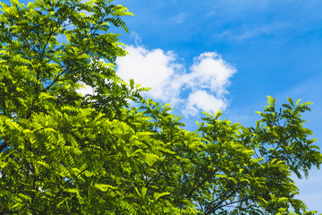 Fototapeta premium Green branches of acacia against blue sky