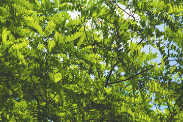 Fototapeta premium Thick branch of acacia with green leaves