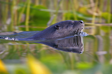 River Otter swimming in Lake, reflection in water