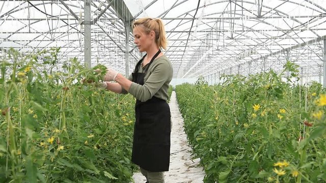 Farmer in greenhouse cultivating tomatoes