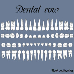 dental row teeth © brovarky