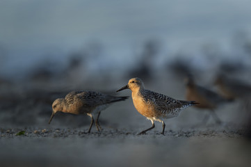 A Red Knot stands out on the beach with a small spotlight of morning sun lighting up the bird.