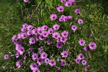 Wild flowers in Spring.
