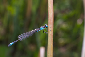 Libellula in primo piano, libellula accoppiamento, animale, insetto su ramo, damigella su rametto, macro di insetti