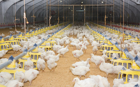 Chickens. Poultry farm