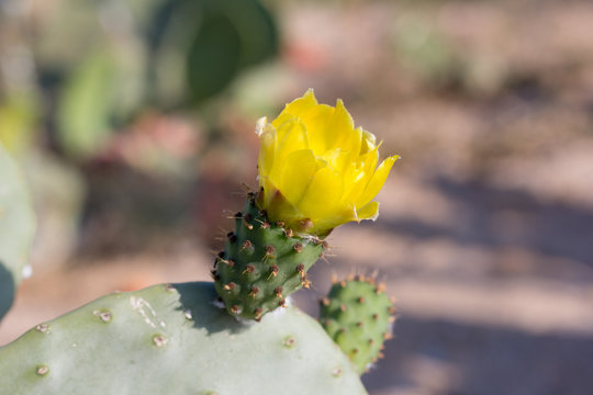 flores de chumbera