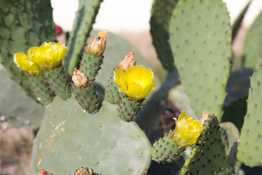 flores de chumbera