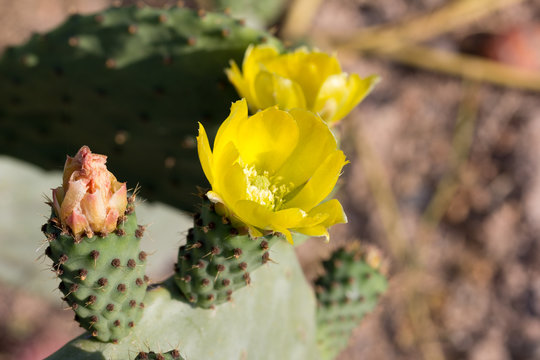 flores de chumbera