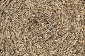 Texture di una balla di fieno 