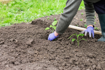 Woman planting pepper seedling in the garden