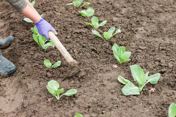Woman working with hoe