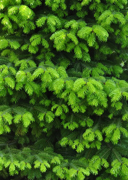 green spring fir tree branches such as background