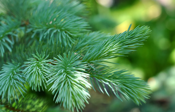 blue fir tree branches such as background