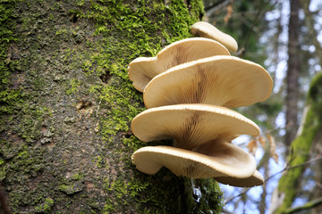 Large fungi on a tree - obrazy, fototapety, plakaty