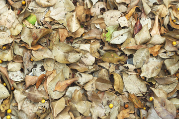 Autumn leaves on the ground