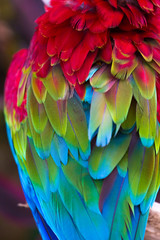 Blue,red and green macaw feathers