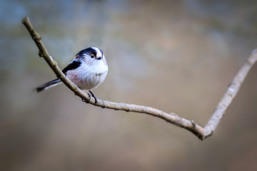 Long Tailed Tit (Aegithalos caudatus)