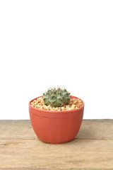 Cactus Gymnocalycium Mihanovichi in red pot on wooden floor, white background for insert text