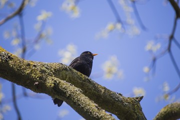 Blackbird (Turdus Merula)