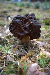 Morchella, the true morels, is a genus of edible mushrooms. These distinctive fungi appear honeycomb-like, with their cap composed of a network of ridges with pits.