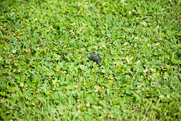 Big black bug at green lawn on spring sunshine
