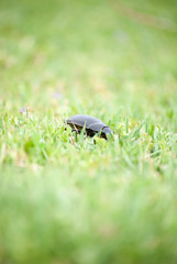 Big black bug at green lawn on spring sunshine