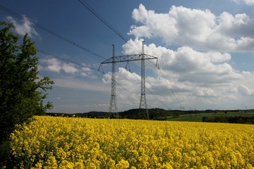 Rapeseed, field with high voltage power line