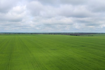 Obraz premium Поле у посадки