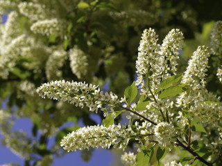 Blüte der gewöhnlichen Traubenkirsche