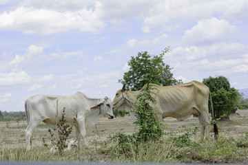 Two cows standing in a field . On the background of sky and clou