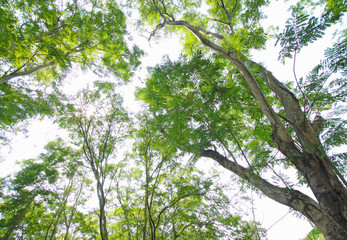 Fototapeta premium green forest background in a sunny day