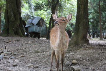 Fototapeta premium 奈良の鹿