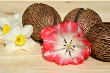 Decorative coconuts and flowers Tulip and daffodil