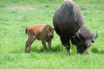 Fototapeta premium Mutterschutz, kleines Bisonkalb an Mutters Seite
