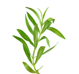 Tarragon herbs close up isolated on white - obrazy, fototapety, plakaty