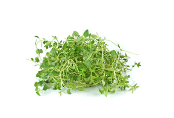 Fresh thyme on white background