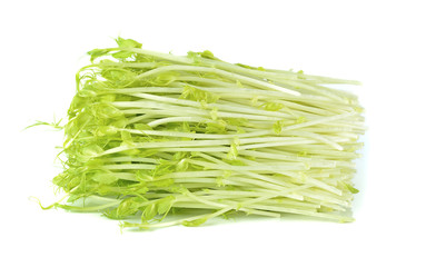 Sweet peas sprout on a white background