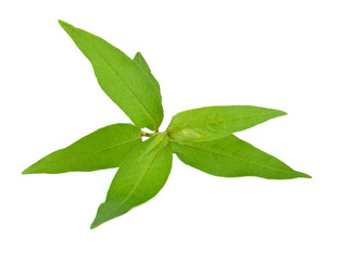 Hot mint, Vietnamese mint isolated on white